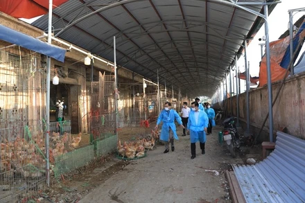 Đoàn khảo sát của Hội đồng nhân dân thành phố Hà Nội thị sát tại chợ đầu mối gia cầm Hà Vỹ, huyện Thường Tín. 