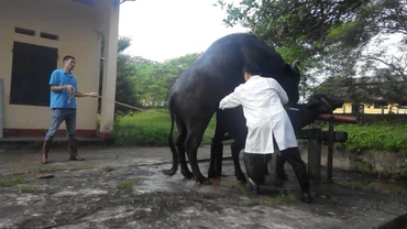 Cán bộ Trung tâm Nghiên cứu và Phát triển Chăn nuôi miền núi thụ tinh cho trâu.