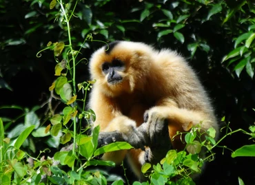 Vượn má hung Trung Bộ (Nomacus annamensis). Ảnh: WWF-Việt Nam.