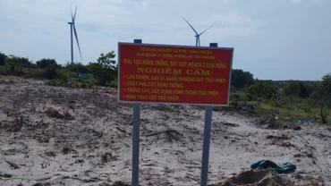 Đất rừng của huyện Tuy Phong.