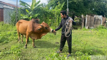 Nông dân được vay vốn chính sách mua bò.