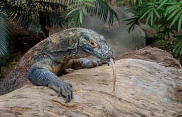 Rồng Komodo. (Ảnh Helloflores)