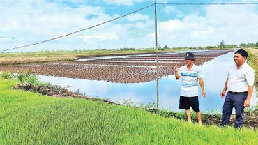 Nhà nông ấp Hữu Thời (xã Biển Bạch Đông, huyện Thới Bình) rửa mặn đồng tôm chuẩn bị gieo trồng vụ lúa.