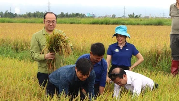 Ông Lê Xuân Cảnh, Giám đốc Sở Nông nghiệp và Môi trường tỉnh Điện Biên cùng nông dân và lãnh đạo huyện Điện Biên kiểm tra, đánh giá hiệu quả mô hình canh tác lúa thông minh giảm phát thải khí nhà kính tại huyện Điện Biên. 