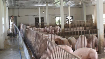 Chính quyền tỉnh Nam Định yêu cầu triển khai quyết liệt các biện pháp phòng, chống dịch tả lợn châu Phi. (Ảnh minh họa)