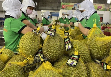 Sầu riêng là mặt hàng xuất khẩu chủ lực thời gian qua