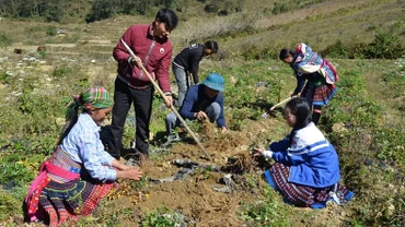 Người dân xã Xà Dề Phìn, huyện Sìn Hồ, Lai Châu, thu hoạch đương quy. (Ảnh: Trần Tuấn)