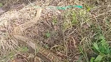 Chi cục Kiểm lâm Thành phố Hồ Chí Minh phối hợp thả 24 động vật hoang dã, bao gồm con trăn đất nặng 58kg về Vườn quốc gia U Minh Thượng. 