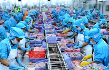 Chế biến cá tra xuất khẩu.