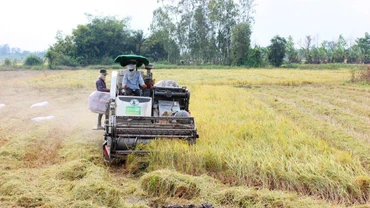Thu hoạch lúa tại xã Trường Xuân, huyện Tháp Mười, tỉnh Đồng Tháp. (Ảnh: HỮU NGHĨA)