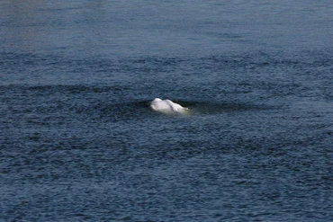 Con cá voi Beluga bơi lên sông Seine của Pháp ngày 8/8. Ảnh: REUTERS.