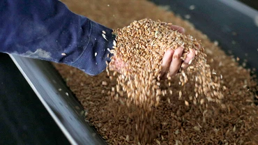 Ảnh minh họa: FAO.