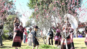 Rực rỡ sắc đào.
