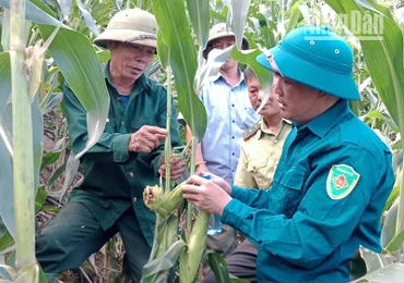 Những bắp ngô của người dân tại các bản của xã Tân Lang bị đàn khỉ phá hại khi còn non.