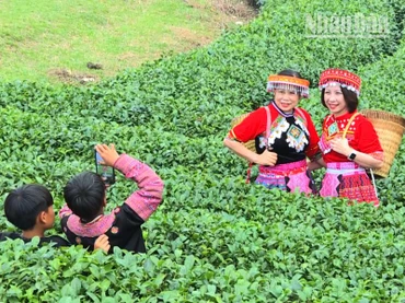 Du khách mặc trang phục dân tộc H'Mông chụp ảnh ở đồi chè trái tim. 