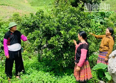 Ông Tráng A Cao, bản Hua Tạt, xã Vân Hồ, huyện Vân Hồ, hướng dẫn kỹ thuật chăm sóc cam Đường Canh cho người dân trong xã.