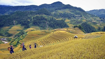 Ruộng bậc thang ở huyện Mù Cang Chải, Yên Bái (Ảnh minh họa: nhandan.vn).