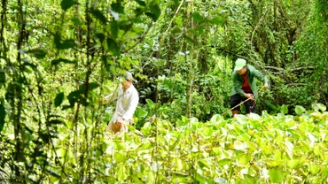 Lực lượng chức năng truy bắt cá sấu xổng chuồng.