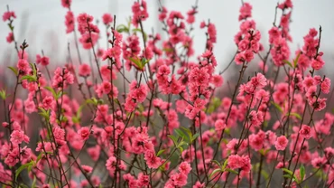 Hoa đào Nhật Tân. (Ảnh THÀNH ĐẠT)