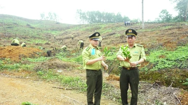 Cán bộ kiểm lâm Thái Nguyên kiểm tra chất lượng cây giống tại huyện Đại Từ trước khi trồng rừng.