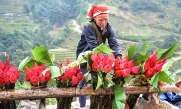 Đồng bào Dao Đỏ mang những bông hoa chuối rừng đỏ tươi xuống chợ, góp thêm sắc màu ngày Tết. (Ảnh: Quốc Hồng)