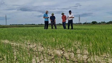 Hàng trăm ha lúa ở Nghi Phương, huyện Nghi Lộc, Nghệ An, phải đối mặt với hạn hán và xâm nhập mặn. (Ảnh: Thành Châu)
