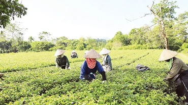 Mô hình trồng chè sạch tại xã Ba Trại, huyện Ba Vì. (Ảnh: nhandan.vn)