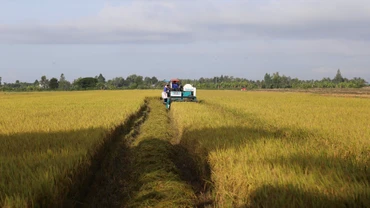 Mô hình sản xuất lúa chất lượng cao trên cánh đồng mẫu lớn tại Phú Thọ. 