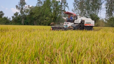 Thu hoạch lúa tại xã Mỹ Đông, huyện Tháp Mười, tỉnh Đồng Tháp. (Ảnh: nhandan.vn)