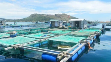 Nuôi trồng thủy sản lồng bè trên biển ven đảo Lý Sơn. (Ảnh: Hiển Cừ)