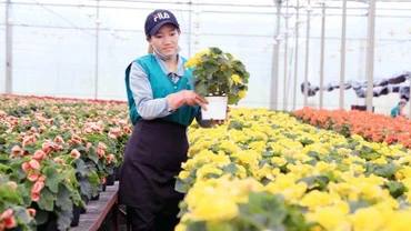 Sản xuất hoa công nghệ cao tại Lâm Đồng. (Ảnh: Bảo Văn)