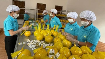  Công nhân Công ty Cổ phần Nông nghiệp RYB (Hòa Bình) đóng gói bưởi Diễn trước khi chuyển lên xe xuất khẩu sang Anh. (Ảnh: Trần Hảo) Công nhân Công ty Cổ phần Nông nghiệp RYB (Hòa Bình) đóng gói bưởi Diễn trước khi chuyển lên xe xuất khẩu sang Anh. (Ảnh: Trần Hảo)