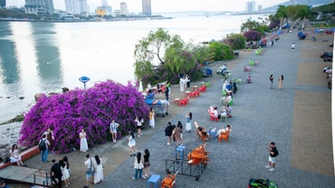 Những cây hoa giấy bên bờ đông sông Hàn.