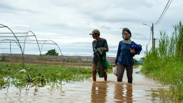 Làng rau La Hường ngập úng sau mưa lớn do áp thấp nhiệt đới.