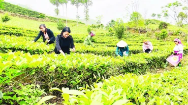 Thu hoạch chè shan tại xã Gia Hội, huyện Văn Chấn. (Ảnh: Thanh Sơn)