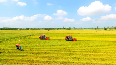 Thu hoạch lúa theo quy trình sản xuất lúa chất lượng cao, phát thải thấp tại Cần Thơ.