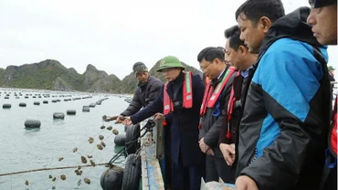 Phó Thủ tướng Trần Hồng Hà kiểm tra tình hình sản xuất nông nghiệp tại huyện Vân Đồn, Quảng Ninh.