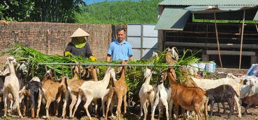Mô hình nuôi dê sinh sản và thương phẩm của anh Phạm Viết Cao ở xã Quảng Tân, huyện Đầm Hà, Quảng Ninh mang lại giá trị kinh tế cao.