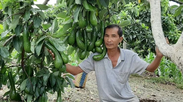 Vườn bơ 034 trồng theo tiêu chuẩn hữu cơ ở Lâm Đồng.
