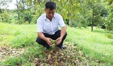 Mưa trái mùa khiến bông và trái sầu riêng non rụng hàng loạt ở một số xã của huyện Đạ Huoai, tỉnh Lâm Đồng.