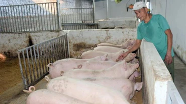 Nông dân xã Thủy Bằng, thành phố Huế, Thừa Thiên Huế, chăm sóc đàn lợn. (Ảnh: Hoàng Anh)