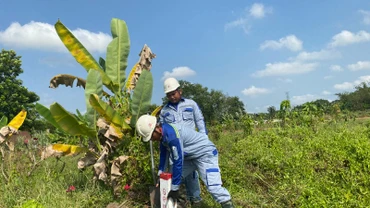 Công nhân tổ chức cắm mốc dự án cao tốc Thành phố Hồ Chí Minh-Mộc Bài tại xã Nhuận Đức, huyện Củ Chi - Thành phố Hồ Chí Minh. (Ảnh: QUÝ HIỀN)