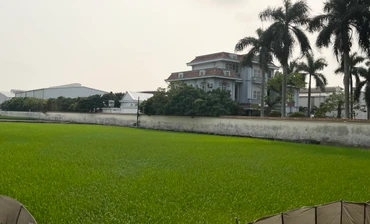Lúa và rau mầu bên cạnh Công ty Thương mại Tuấn Tú phát triển bình thường và xanh tốt.