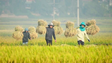 Nông dân Điện Biên thu hoạch lúa mùa. (Ảnh: Lê Lan)