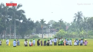 [Video] Đẩy mạnh xuất khẩu gạo bền vững