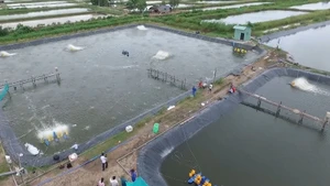 [Video] Hoa Kỳ công bố kết quả sơ bộ thuế chống bán phá giá tôm Việt Nam