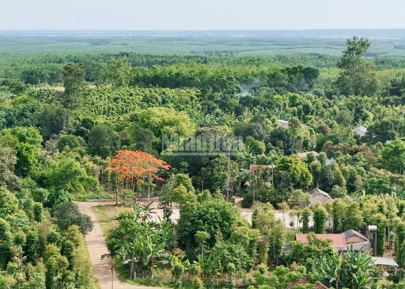 Khu vực bên trái cây phượng đang ra hoa ngày xưa nhà của ông Hoàng Văn Luân ở làng Gia Bình, xã Gio An, nơi in Báo Cứu Quốc. ndo_c_gia-binh-2.jpg