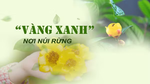 Vàng xanh nơi núi rừng