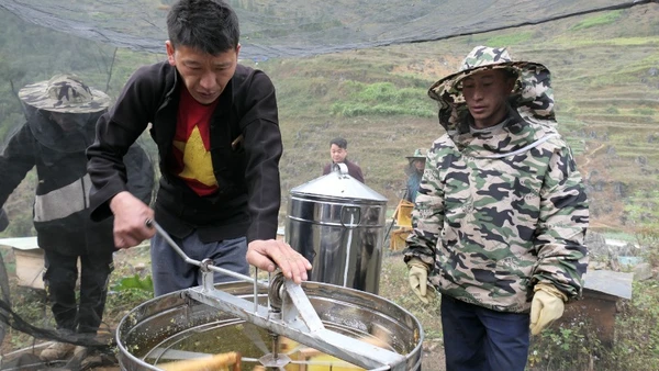 Người dân huyện Đồng Văn (Hà Giang) đẩy mạnh nuôi ong lấy mật bạc hà.