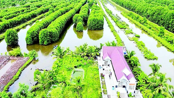 Vuông nuôi thủy sản ở vùng sông nước Cà Mau có nhiều cây rừng, thích hợp cho nhiều loài tôm, cua, cá… phát triển. 